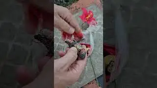 ПРИВОРОТ НА КЛАДБИЩЕ