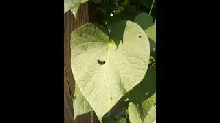 R.I.P Happy Leaf