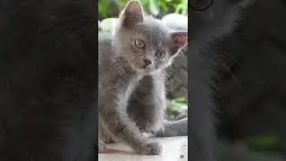 🐱😻🐈🐈‍⬛🦁 Grey  #cat #cats #mycat #yourcat