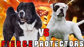 Alabai vs American Bulldog | American Bulldog vs Central Asian Shepherd | Guard Dog? | Billa Boyka |