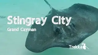 Stingray City Sandbar - Grand Cayman