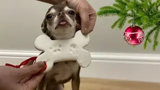 DIY Christmas toy! Plaster cast of the paws of a Chihuahua fondue!
