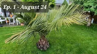 Episode 1: Palm Garden in Ålesund, Norway - Jubaea, Trachycarpus, Phoenix canariensis, Washingtonia