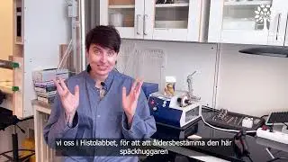 Så här åldersbestämmer man en späckhuggare
