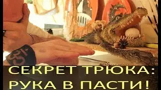 СЕКРЕТ ТРЮКА! Рука\голова в пасти крокодила, в чем секрет?
