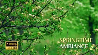 Relaxing Sounds of Springtime | Perfect Sounds for Relaxation, Concentration, Meditate or Study
