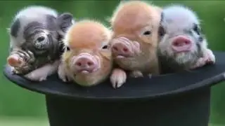 Забавные  Животные -  YouTube
