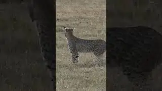 Bobcat hunting (animal hunting #91)