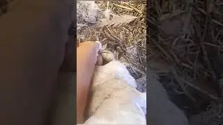 Жизнь на Хуторе как есть 😁👍