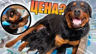 The puppies have already started growling. They think they are big boars! 04/25/2022