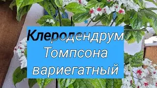 Clerodendrum thomsoniae Variegatum(клеродендрум Томпсона вариегатный)