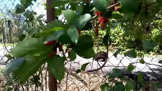 mulberry cosechadas en Puerto Rico