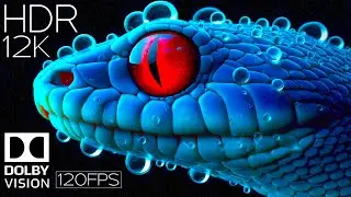Deep of Black 12K HDR 120FPS DOLBY VISION
