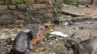 Two Kittens reaction when they first meet