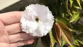 Мой сад весной! Пошли смотреть!