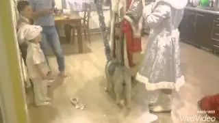Хаски дома. Хаски и дед мороз. Хаски и дети.