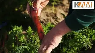 Морковь Наярит от Бейо Заден