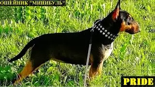 ОШЕЙНИК 