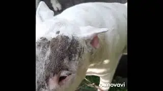 белый бультерьер...был белым пол часа назад)))