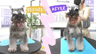 Miniature schnauzer hand-stripping show grooming 🐾
