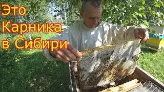 Пчелосемьи Карника в июле. Медосбор 2020