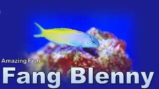 Amazing Fish - Fang Blenny
