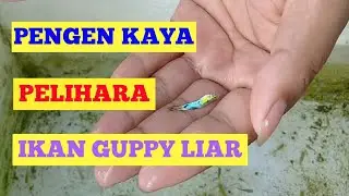 How to Cross Wild Guppy Fish Into Two Sword Tailed Guppy Fish