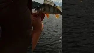 ЛОВЛЯ ОКУНЯ НА МИКРОДЖИГ. #fishingvideo #рыбалканаокуня #окунь #perch #perchfishing #shorts #рыба