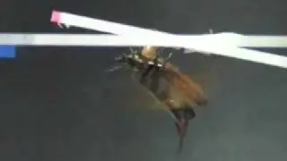 Controlling pitch of a cyborg insect