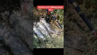 Իշխանի ձկնորսություն։)