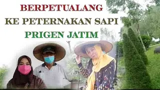 Berpetualang ke peternakan sapi prigen jatim
