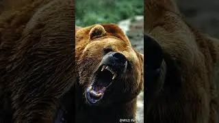 10 Animals That Could Defeat A Grizzly Bear 