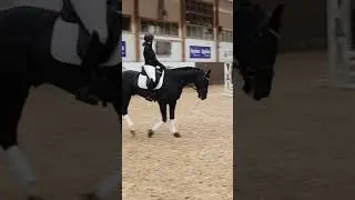Hingstvisning Strömsholm Dalwhinne 1180 2019
