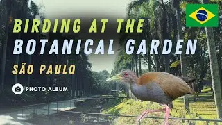Birding at the Botanical Garden