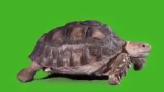 turtle green screen