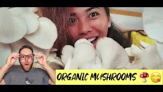 ORGANIC MUSHROOMS | HOW TO GROW YOUR OWN MUSHROOMS | HARVEST TIME  #mushroom #fruitingbags