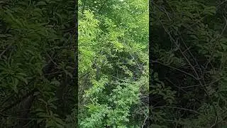 что за птичка!!!???