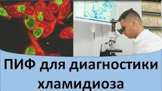 ПИФ для диагностики хламидиоза