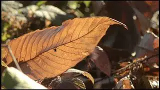 M Bosco