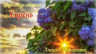 Алексей Романюта - Цветет СИРЕНЬ . СПб - 2020г.