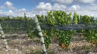 Recorriendo una de las mejores bodegas del mundo (Piedra Infinita de la familia Zuccardi)