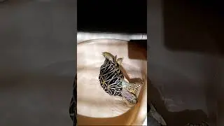 Pet turtle does a push up then flips over #Shorts