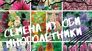 Семена из ОБИ. Цветы- многолетники