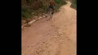 QUEDA DE UM BURRO BRABO !!!