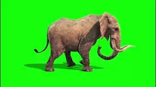 Elephant Green screen background video // green screen elephant video 
