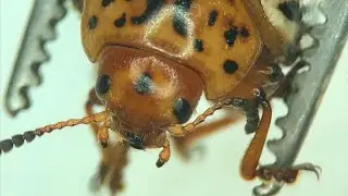 Как устроена иммунная система у насекомых? 