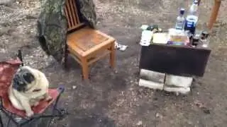 Мопс Эдик пригласил друзей на пьянку в деревне