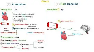 Direct sympathomimetics - Noradrenaline - in Arabic