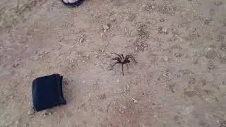 Demons in the wild