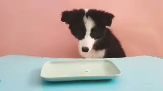 border collie puppy patience test